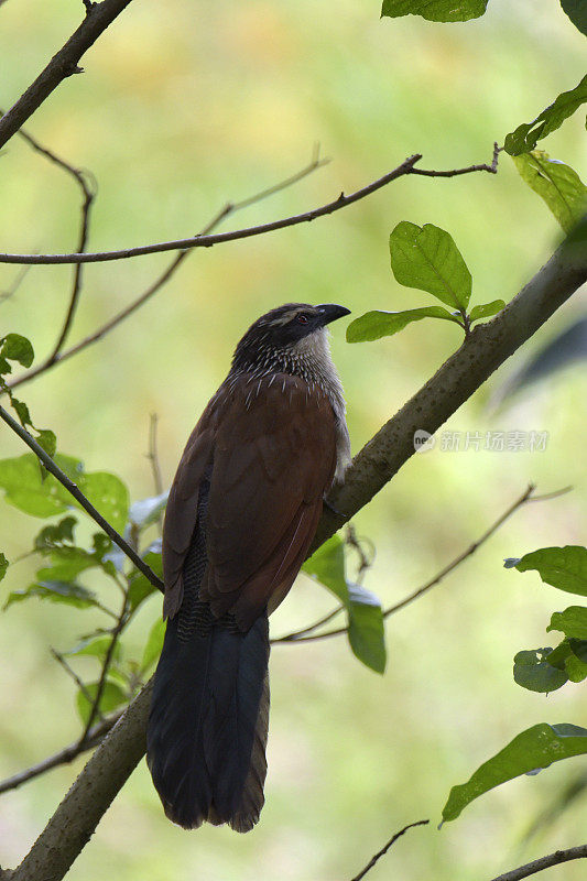 White-browed Coucal